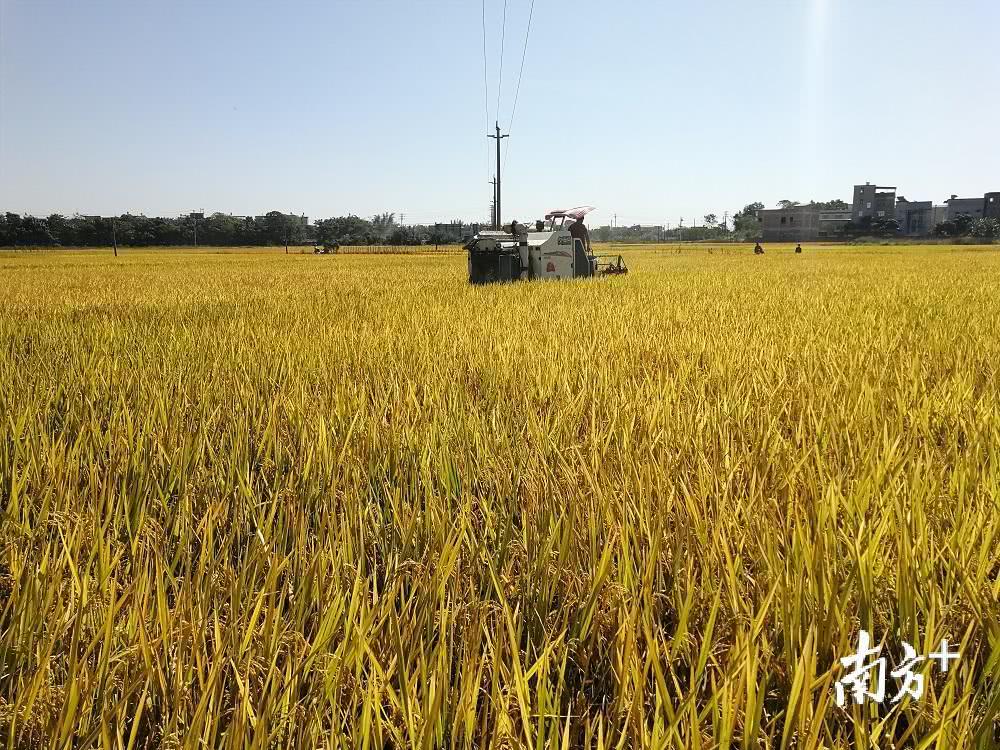 興寧新陂：精耕細(xì)作迎豐收，生態(tài)農(nóng)業(yè)促振興