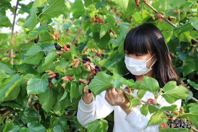三月好春光，一起去興寧踏春采桑吧!